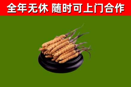 合江县回收散虫草