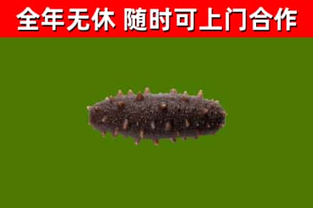 合江县回收海参干